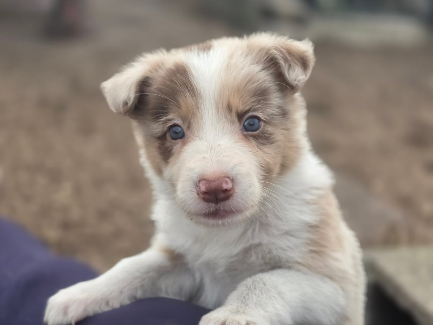 Rouge merle(tri?) - Border Collie