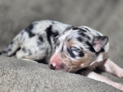 Les chiots de Border Collie