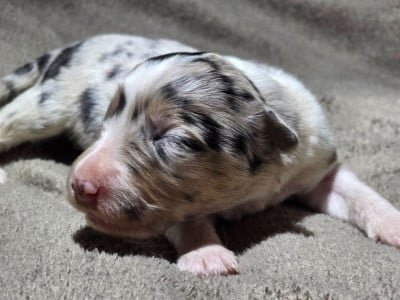 Les chiots de Border Collie