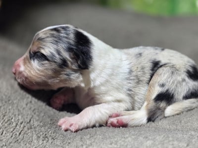 Les chiots de Border Collie