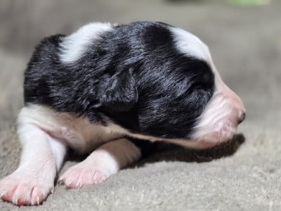 Les chiots de Border Collie
