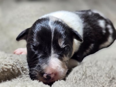 Les chiots de Border Collie