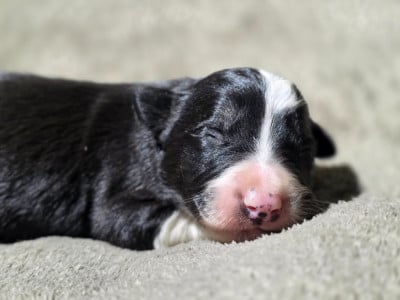 Les chiots de Border Collie