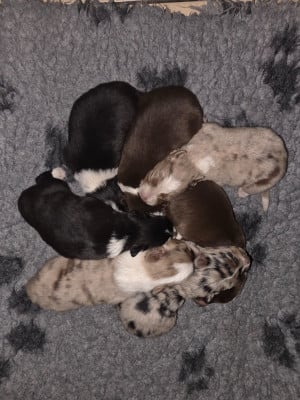 Les chiots de Border Collie