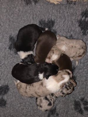 Les chiots de Border Collie