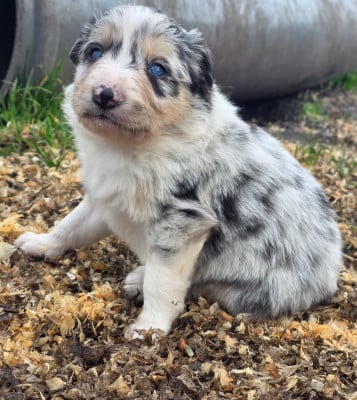 Les chiots de Border Collie