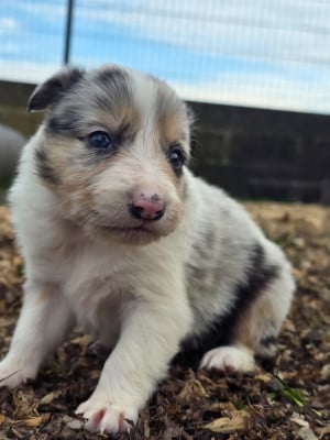 Les chiots de Border Collie