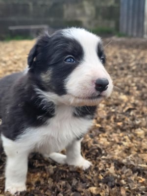 Les chiots de Border Collie