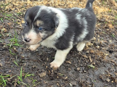 Les chiots de Border Collie