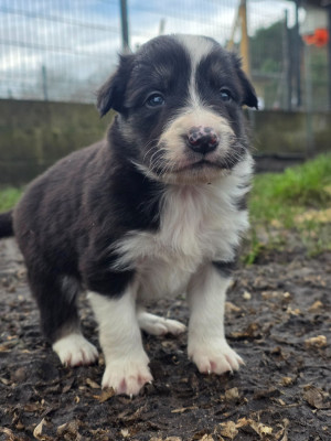 Les chiots de Border Collie