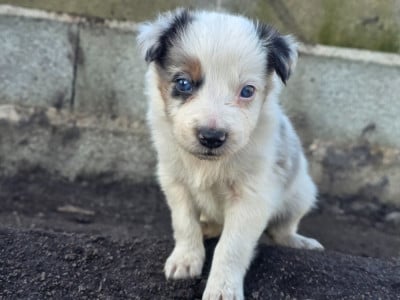 Les chiots de Border Collie