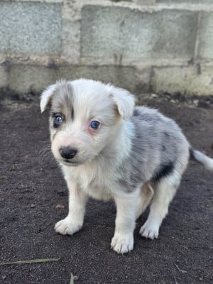 Les chiots de Border Collie