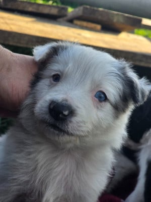 Les chiots de Border Collie