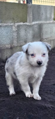 Les chiots de Border Collie