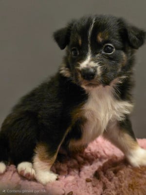 Les chiots de Border Collie