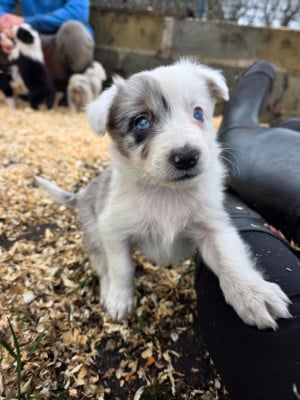 Les chiots de Border Collie