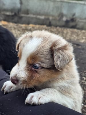 Les chiots de Border Collie