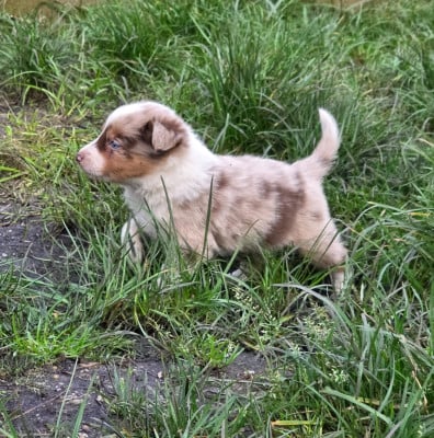 Les chiots de Border Collie