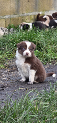 Les chiots de Border Collie