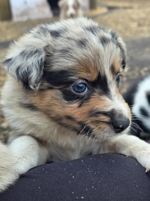 Les chiots de Border Collie