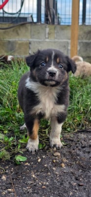 Les chiots de Border Collie