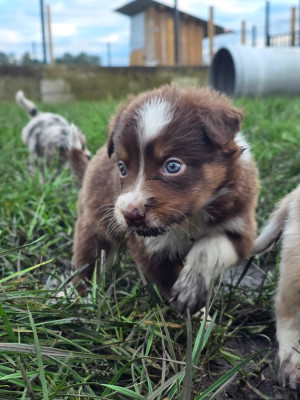 Les chiots de Border Collie