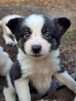 Les chiots de Border Collie