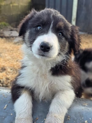 Les chiots de Border Collie