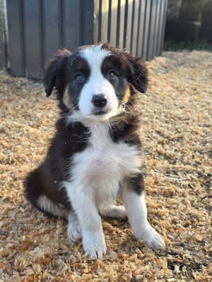 Les chiots de Border Collie