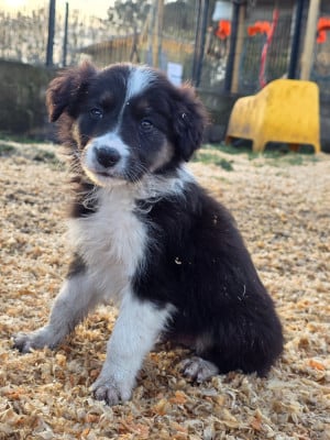 Les chiots de Border Collie