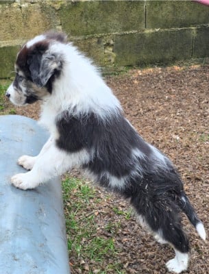 Les chiots de Border Collie