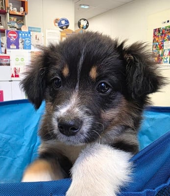 Les chiots de Border Collie
