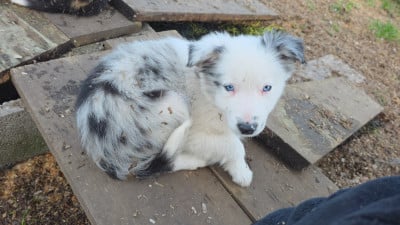 Les chiots de Border Collie
