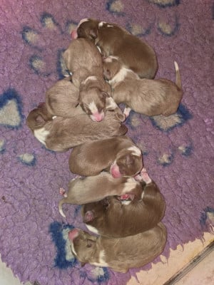 Les chiots de Border Collie