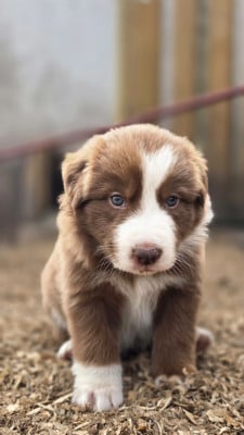 Les chiots de Border Collie