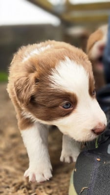 Les chiots de Border Collie