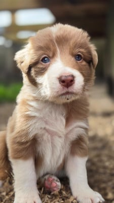 Les chiots de Border Collie