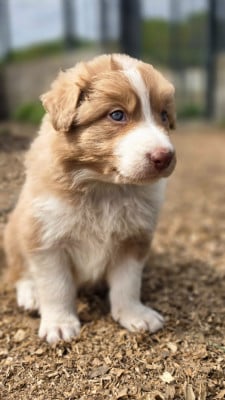 Les chiots de Border Collie