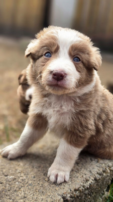 Les chiots de Border Collie