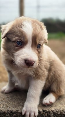 Les chiots de Border Collie