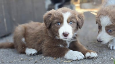 Les chiots de Border Collie