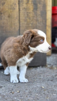 Les chiots de Border Collie