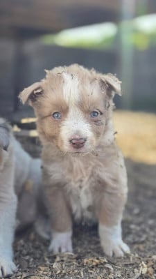 Les chiots de Border Collie