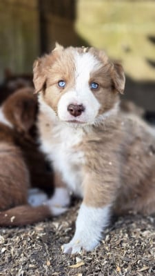 Les chiots de Border Collie