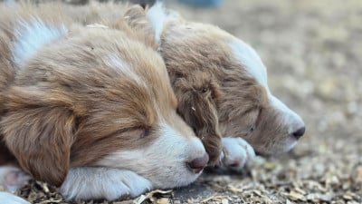 Les chiots de Border Collie