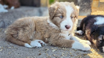 Les chiots de Border Collie