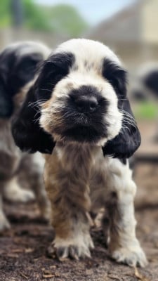Les chiots de Cocker Spaniel Anglais