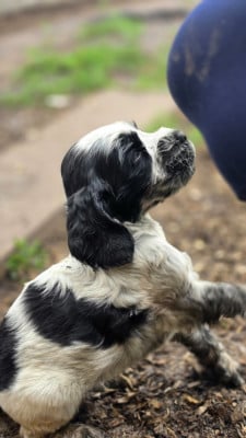 Les chiots de Cocker Spaniel Anglais