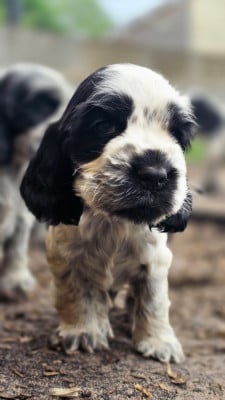 Les chiots de Cocker Spaniel Anglais