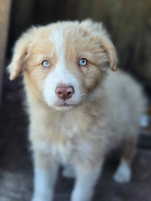 Les chiots de Border Collie
